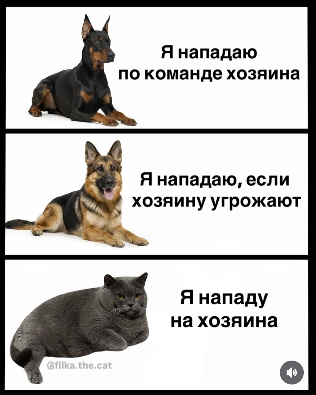 Мои домашние питомцы - Бодибилдинг форум AnabolicShops