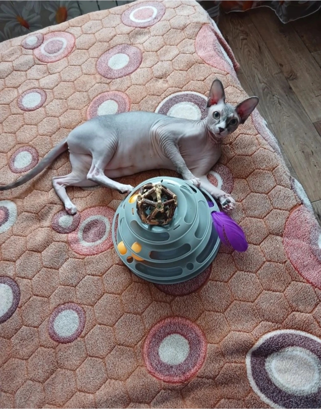 Мои домашние питомцы - Бодибилдинг форум AnabolicShops