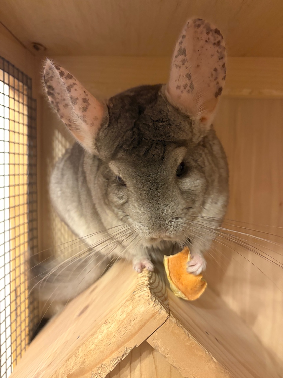 Мои домашние питомцы - Бодибилдинг форум AnabolicShops