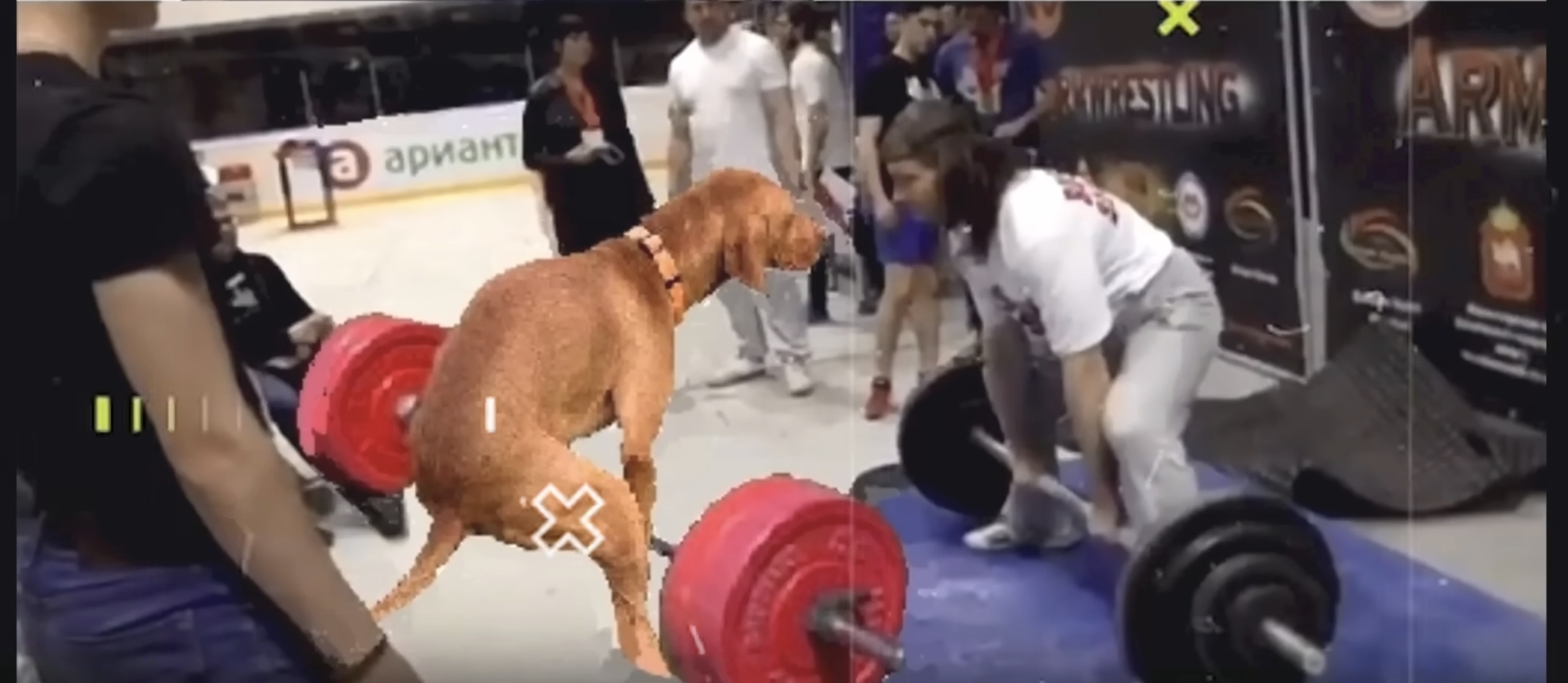 23 февраля. Силовое двоеборье 2026 - Бодибилдинг форум AnabolicShops