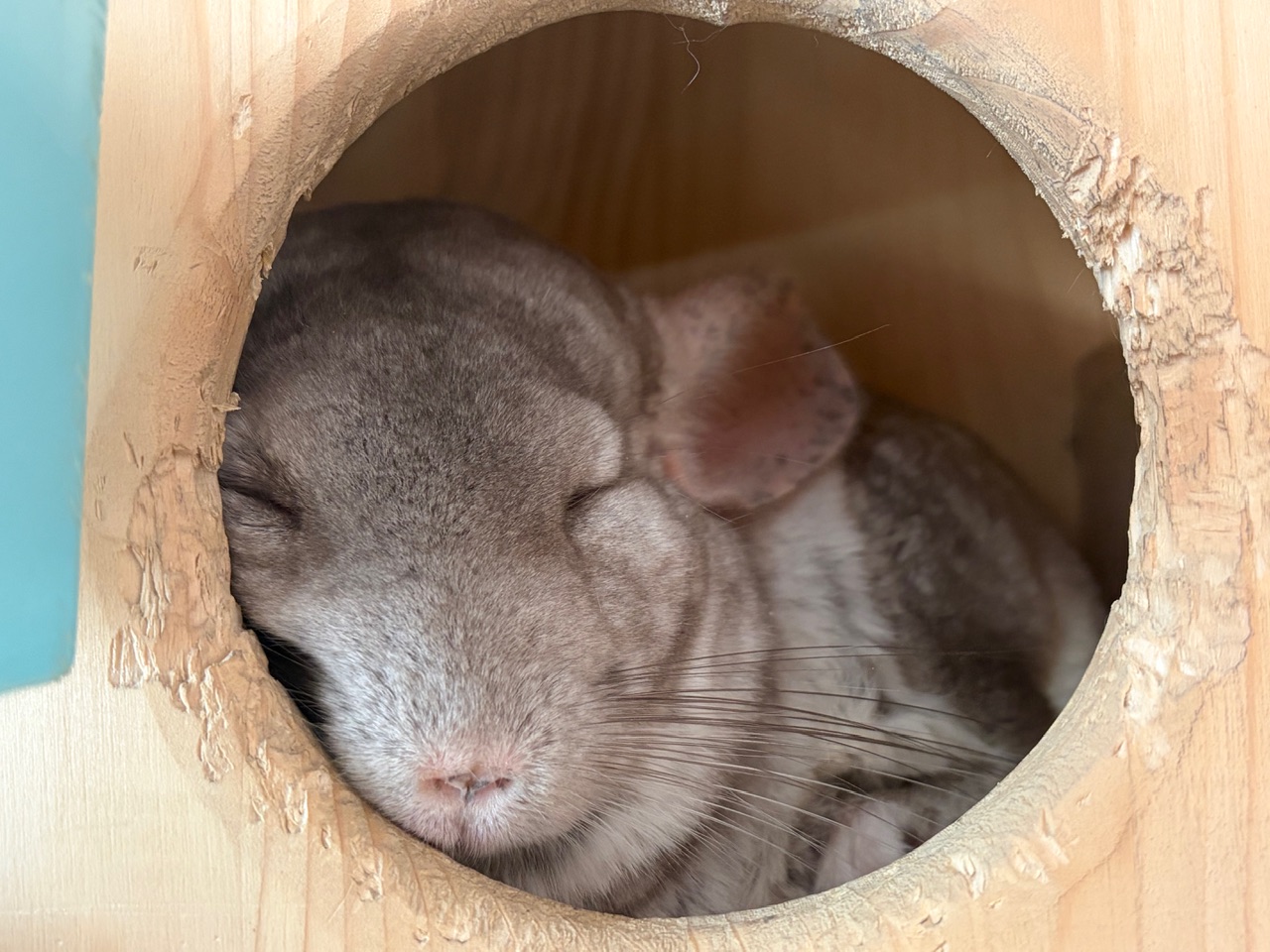 Мои домашние питомцы - Бодибилдинг форум AnabolicShops