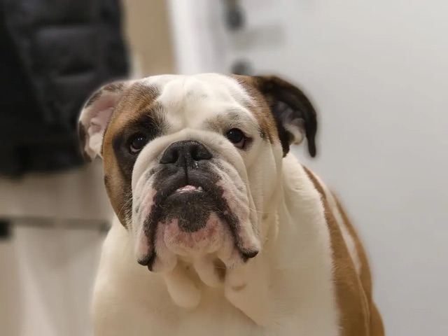 Мои домашние питомцы - Бодибилдинг форум AnabolicShops