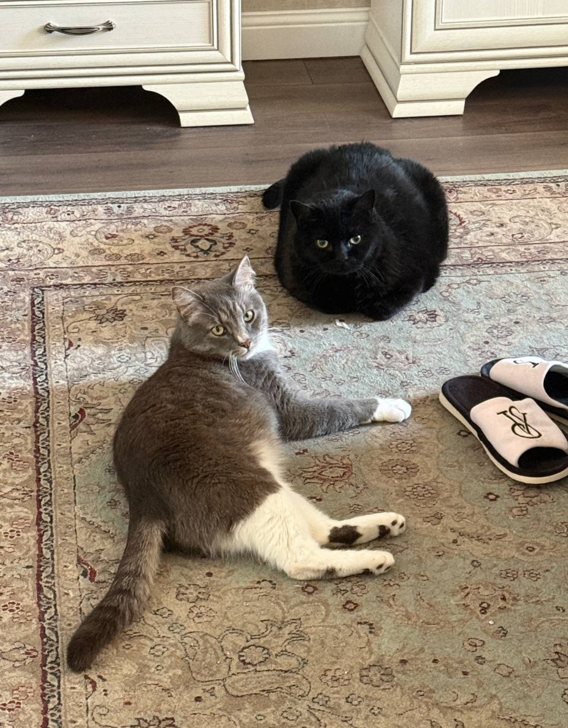 Мои домашние питомцы - Бодибилдинг форум AnabolicShops