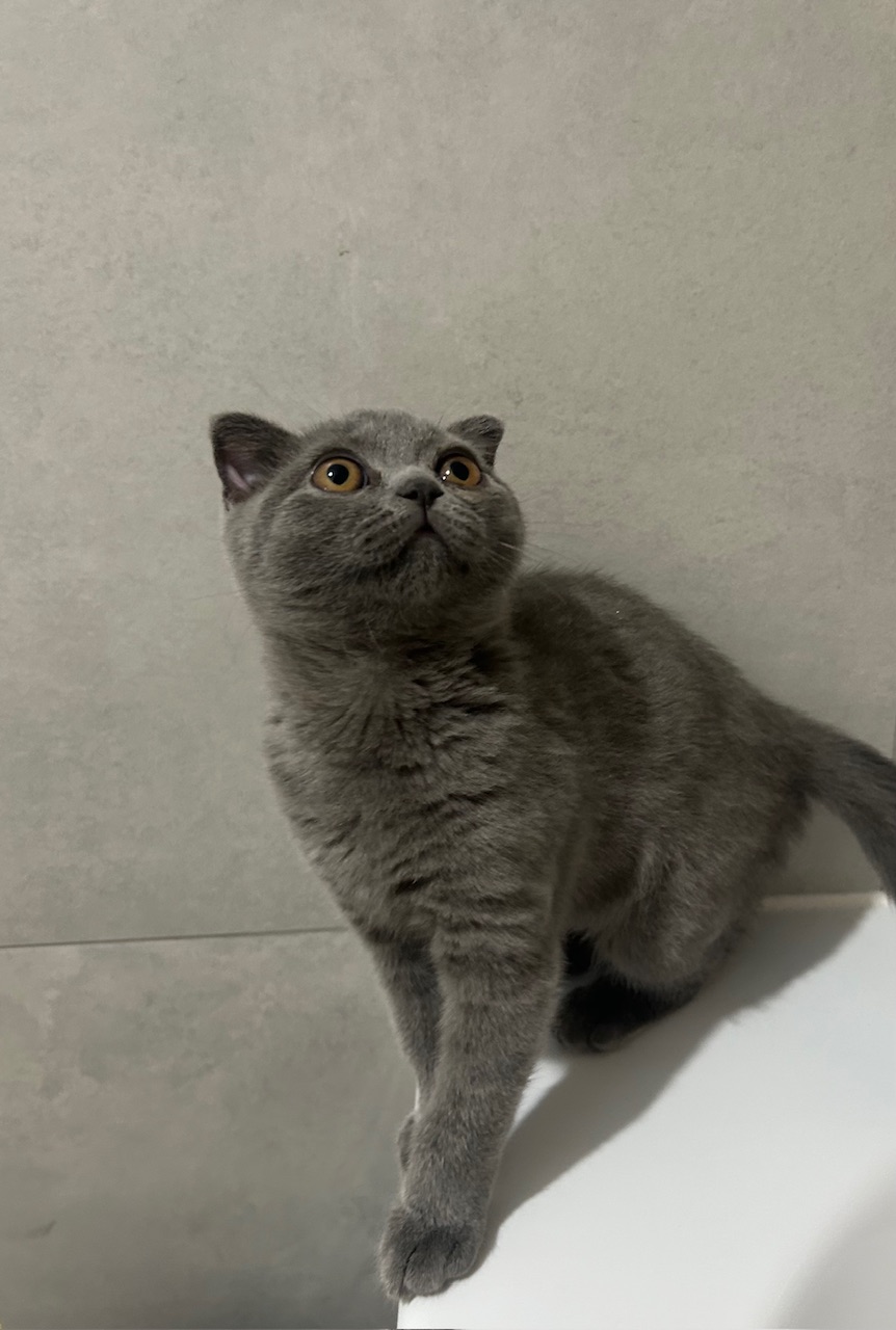 Мои домашние питомцы - Бодибилдинг форум AnabolicShops