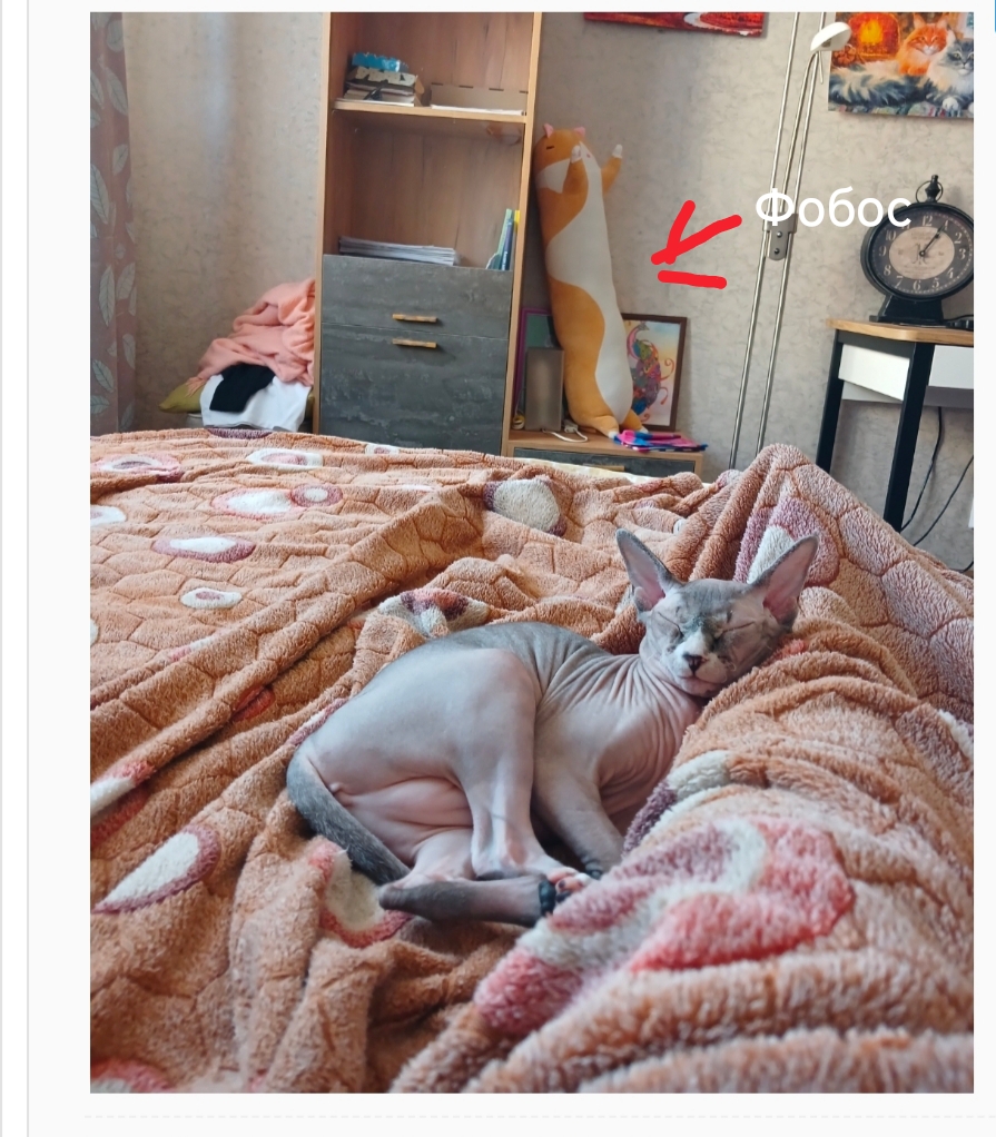 Мои домашние питомцы - Бодибилдинг форум AnabolicShops