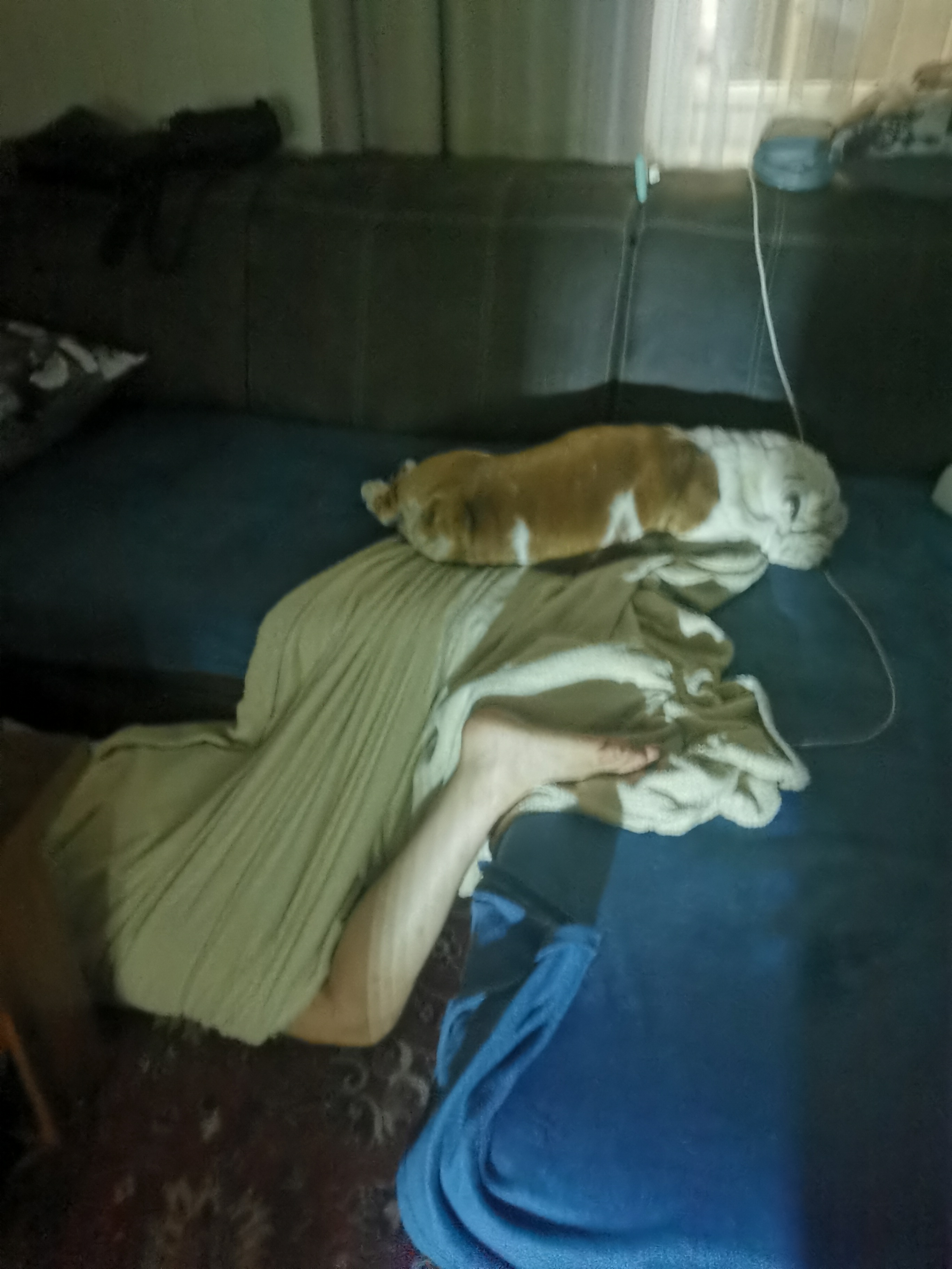 Мои домашние питомцы - Бодибилдинг форум AnabolicShops