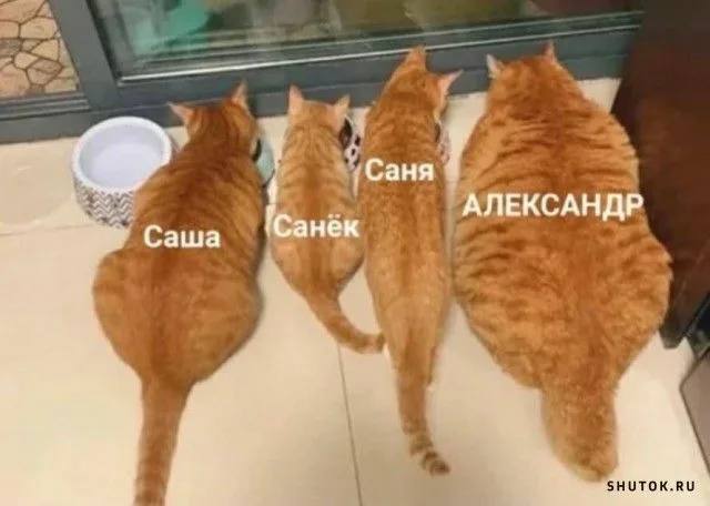 Мои домашние питомцы - Бодибилдинг форум AnabolicShops