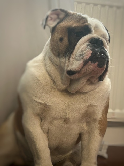 Мои домашние питомцы - Бодибилдинг форум AnabolicShops