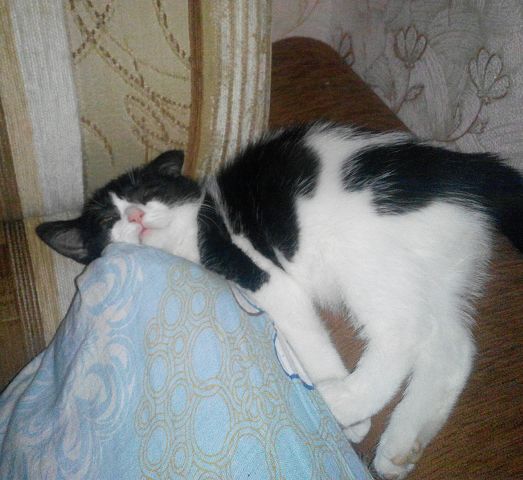 Магазин Фрэнка. Pharmacom Labs Official. Марка №1 в Мире! - Бодибилдинг форум AnabolicShops