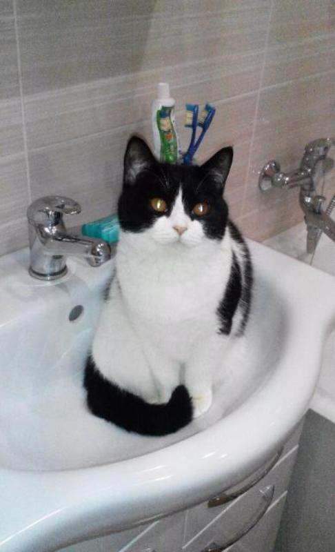 Магазин Фрэнка. Pharmacom Labs Official. Марка №1 в Мире! - Бодибилдинг форум AnabolicShops