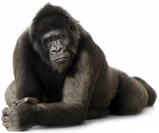 Thomas&Co - Медицинское качество. - Бодибилдинг форум AnabolicShops