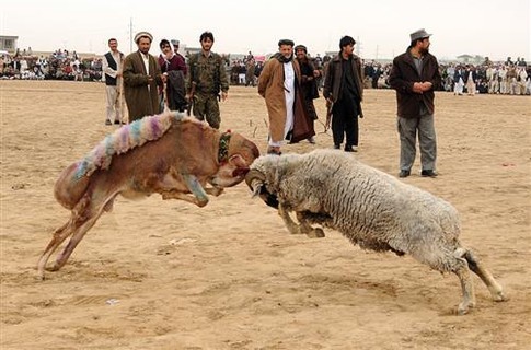 Sdelaitelo.BIZ - Бодибилдинг форум AnabolicShops