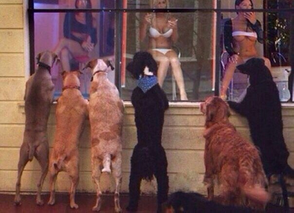 Подкачай предплечье ;) - Бодибилдинг форум AnabolicShops