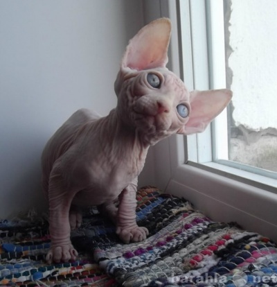 Thomas&Co - Медицинское качество. - Бодибилдинг форум AnabolicShops