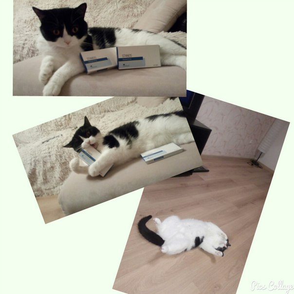 Магазин Фрэнка. Pharmacom Labs Official. Марка №1 в Мире! - Бодибилдинг форум AnabolicShops