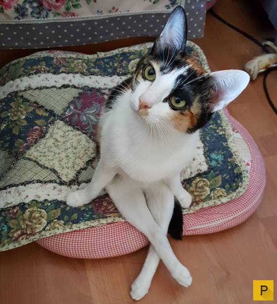 Mita-pharma. - Бодибилдинг форум AnabolicShops