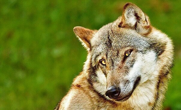 Курилка- разговоры на любые темы - Бодибилдинг форум AnabolicShops