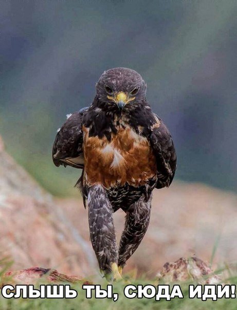 Thomas&Co - Медицинское качество. - Бодибилдинг форум AnabolicShops