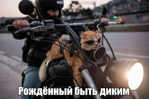 Thomas&Co - Медицинское качество. - Бодибилдинг форум AnabolicShops