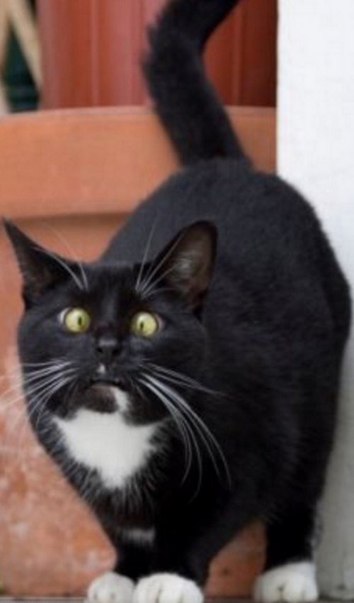 Thomas&Co - Медицинское качество. - Бодибилдинг форум AnabolicShops