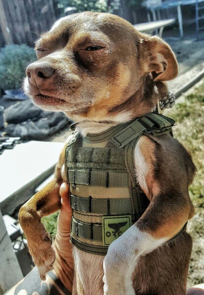 Курсим  с Умом  - Два мнения - Бодибилдинг форум AnabolicShops