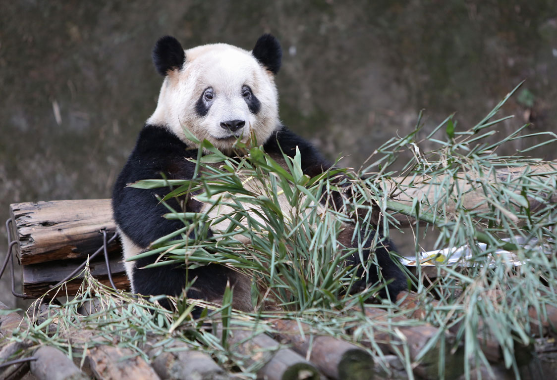 Магазин Фрэнка. Pharmacom Labs Official. Марка №1 в Мире! - Бодибилдинг форум AnabolicShops