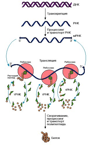 GOODPHARMA.BIZ -  Официальный представитель Vermodje и EPF ! - Бодибилдинг форум AnabolicShops