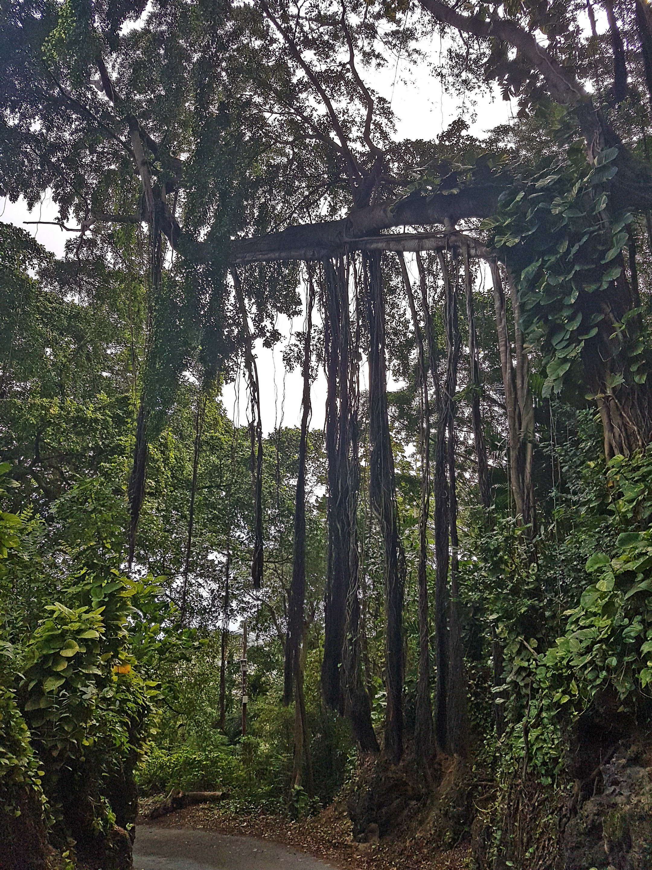 Thomas&Co - Медицинское качество. - Бодибилдинг форум AnabolicShops