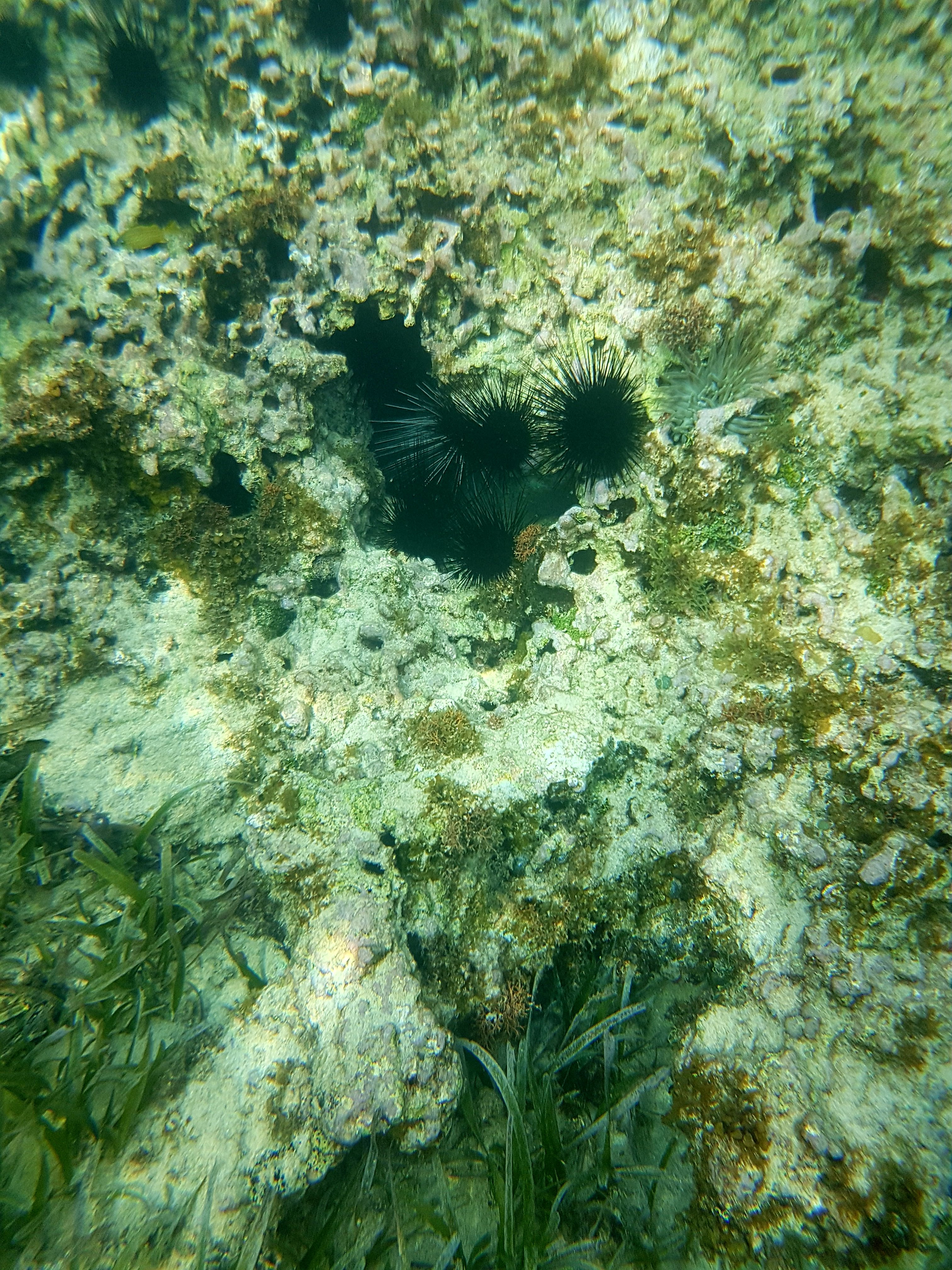 Thomas&Co - Медицинское качество. - Бодибилдинг форум AnabolicShops