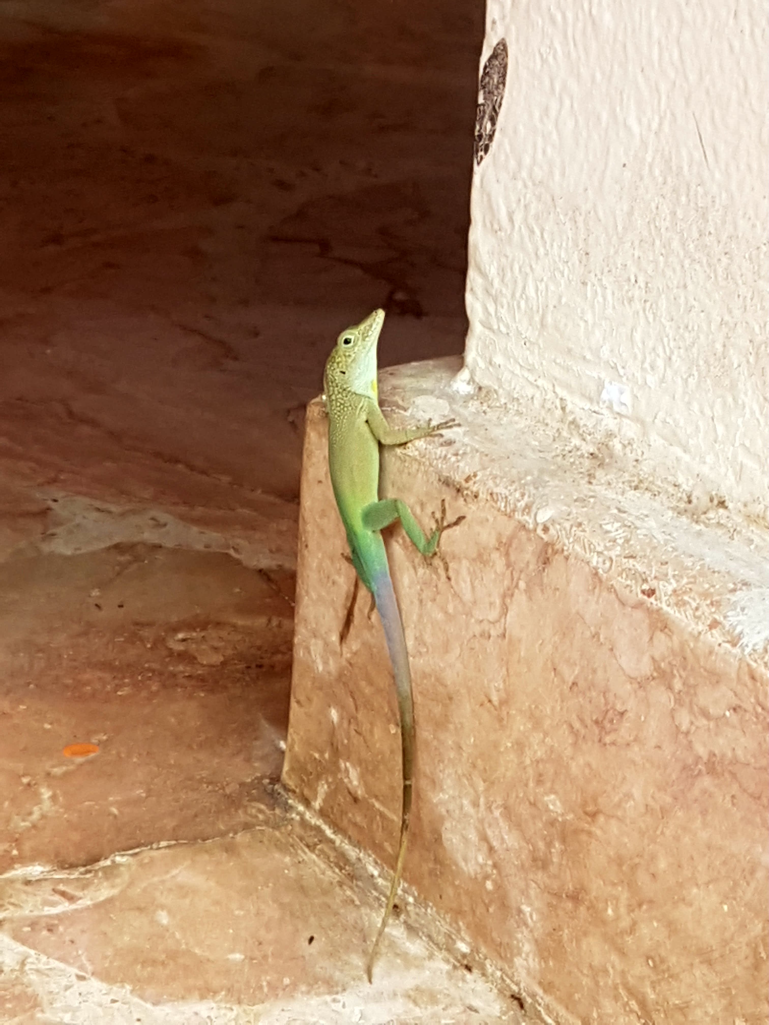 Thomas&Co - Медицинское качество. - Бодибилдинг форум AnabolicShops