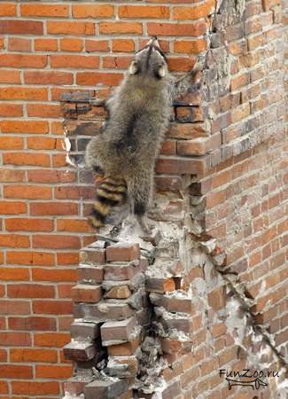 Дневник: переквалификация в пауэрлифтеры - Бодибилдинг форум AnabolicShops