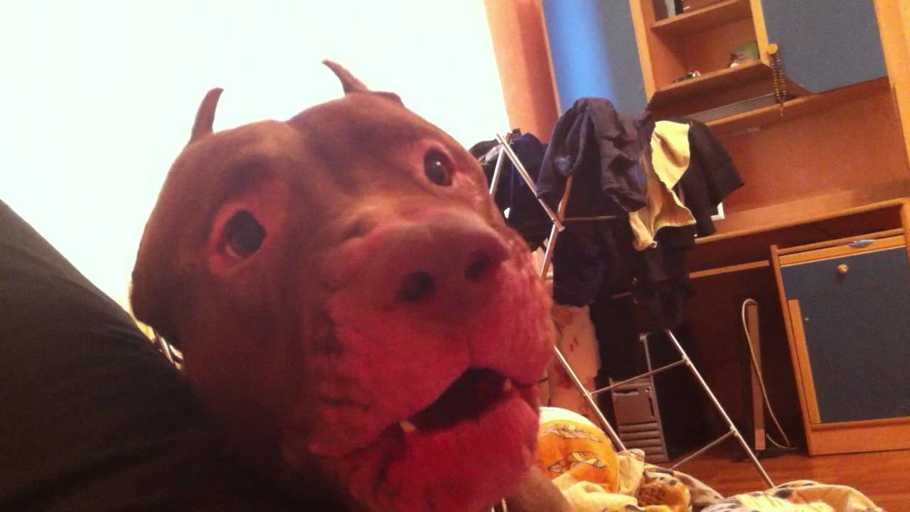 ПРОДАЖИ ОСТАНОВЛЕНЫ, ЗАКАЗЫ НЕ ДЕЛАТЬ!!! - Бодибилдинг форум AnabolicShops