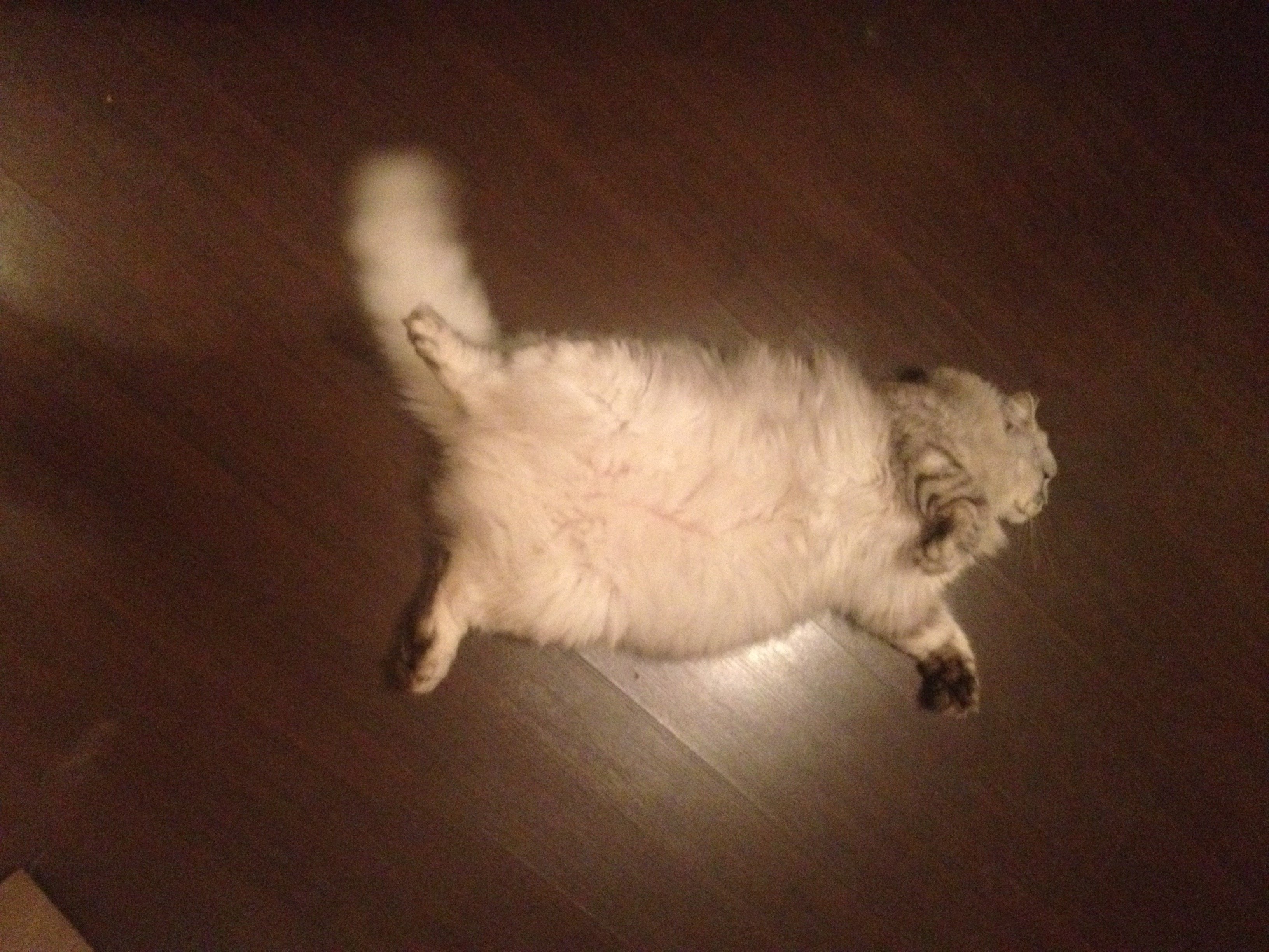 Thomas&Co - Медицинское качество. - Бодибилдинг форум AnabolicShops