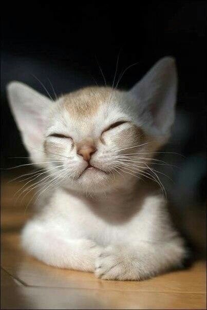 Mita-pharma. - Бодибилдинг форум AnabolicShops