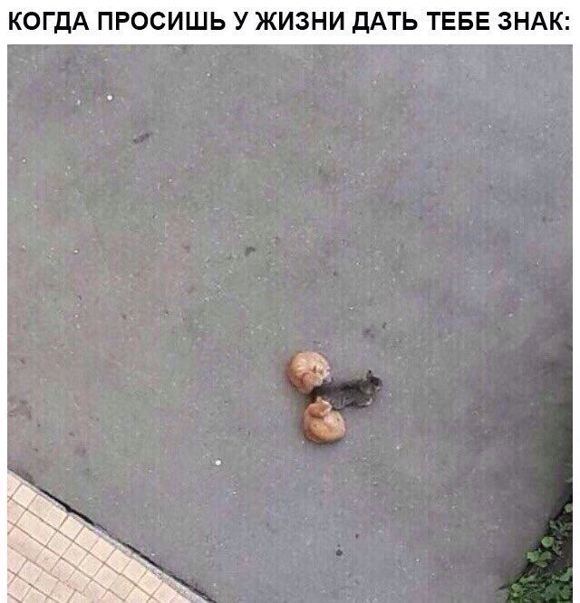 Курилка- разговоры на любые темы - Бодибилдинг форум AnabolicShops