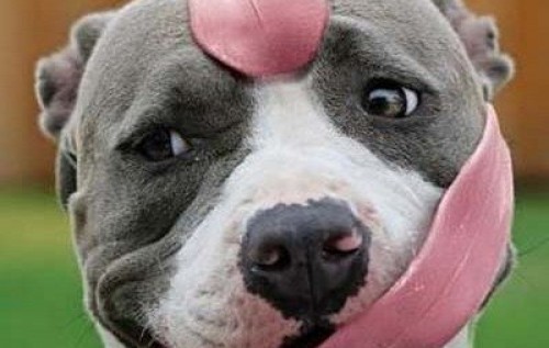 Новости на коленке с яблоком. - Бодибилдинг форум AnabolicShops