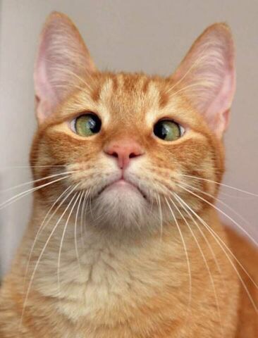 Курилка- разговоры на любые темы - Бодибилдинг форум AnabolicShops