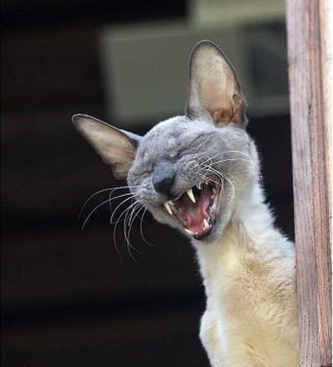 Mita-pharma. - Бодибилдинг форум AnabolicShops