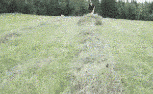 Магазинчик Чая - Бодибилдинг форум AnabolicShops