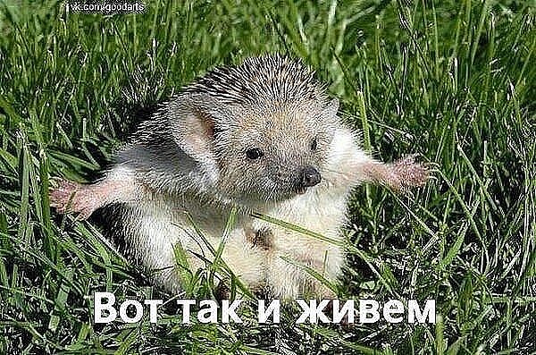 Курилка- разговоры на любые темы - Бодибилдинг форум AnabolicShops