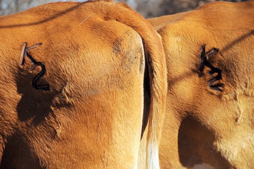 НАШ ПРИДВОРНЫЙ ШУТ))) У тебя плохое настроение? Не беда... просто читай и получай заряд бодрости! - Бодибилдинг форум AnabolicShops