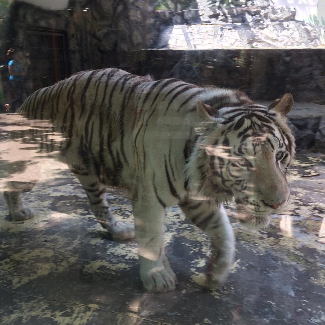 Список тех кто едет на ЧР в Краснодар. - Бодибилдинг форум AnabolicShops