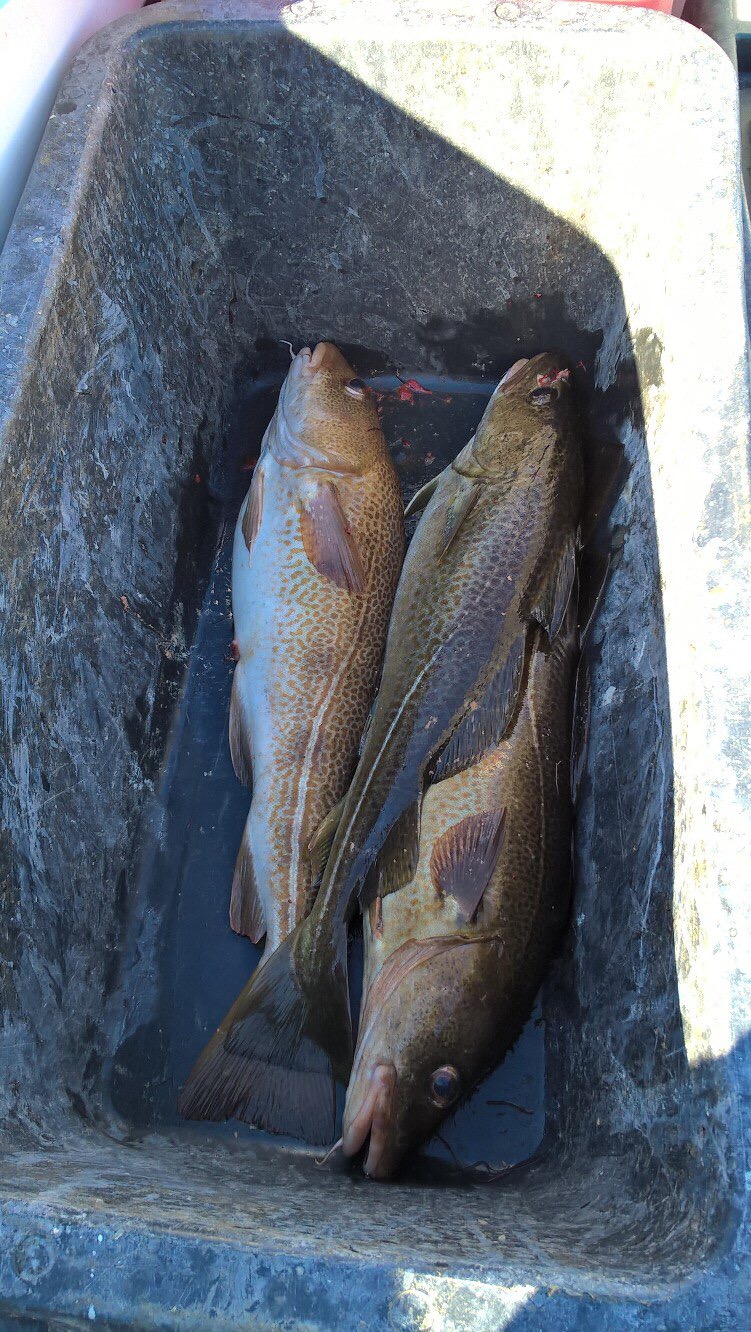 ЕШЬ ТВОРОГ ЖМИ 340 - Бодибилдинг форум AnabolicShops