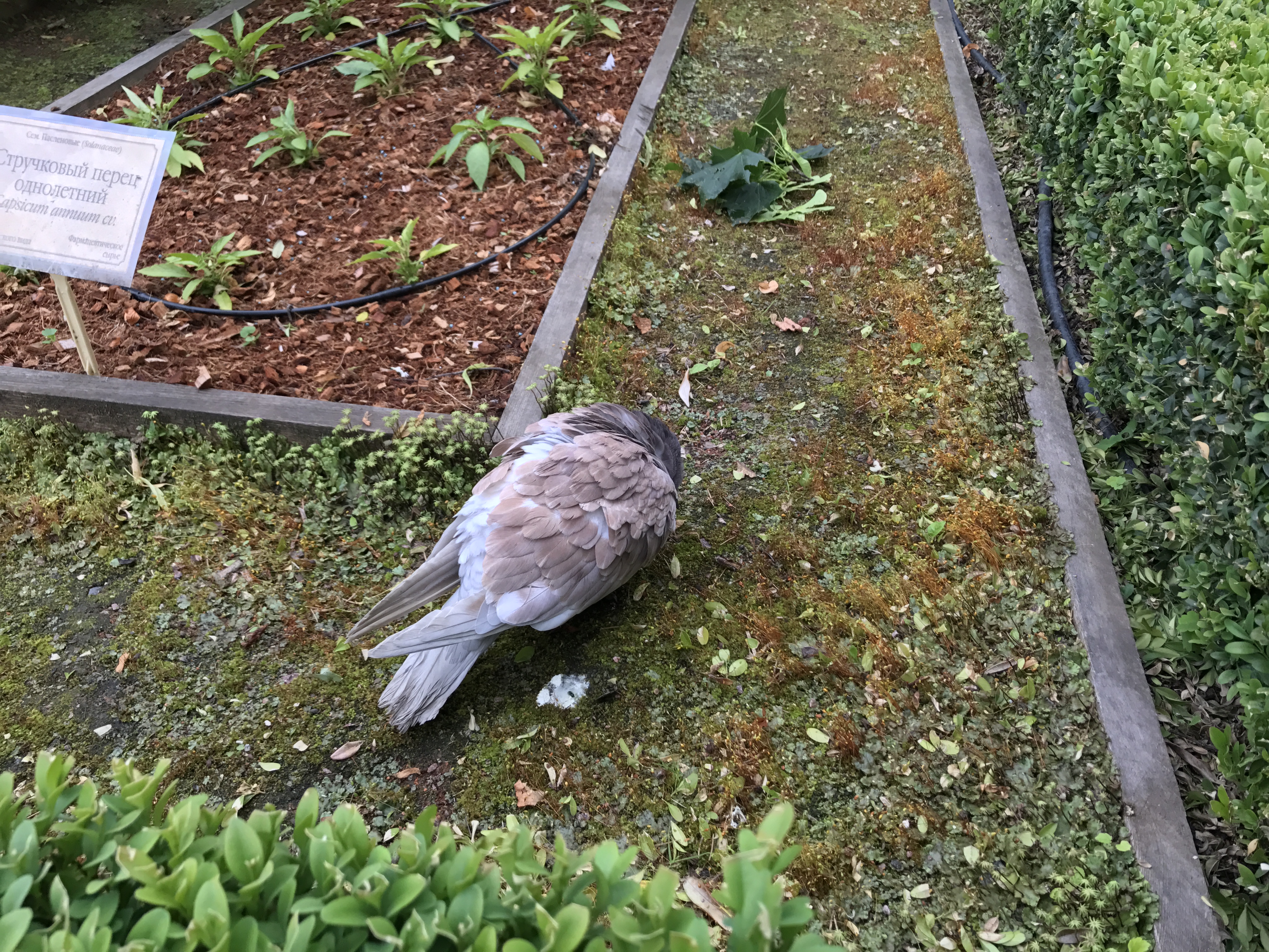 Магазинчик Чая - Бодибилдинг форум AnabolicShops