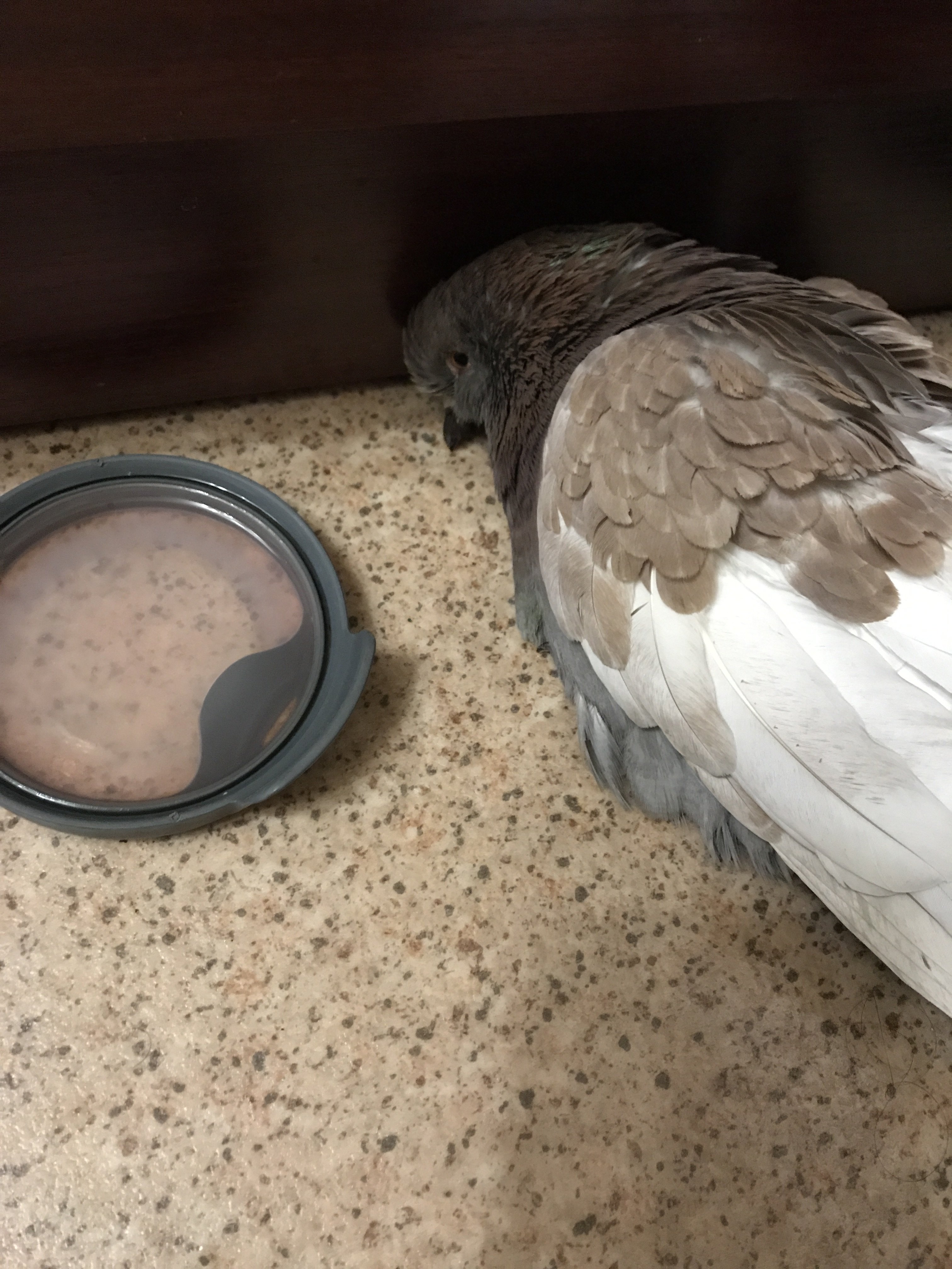 Магазинчик Чая - Бодибилдинг форум AnabolicShops