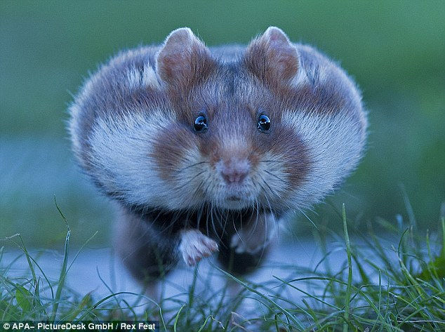 Магазинчик Чая - Бодибилдинг форум AnabolicShops