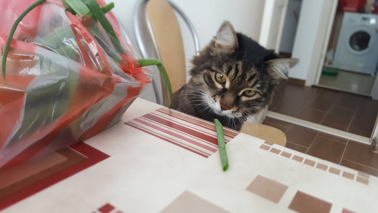 Магазинчик Чая - Бодибилдинг форум AnabolicShops