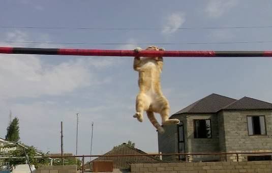 TSpecPS|Kain|регулирование нагрузки|Дневник тренировок - Бодибилдинг форум AnabolicShops