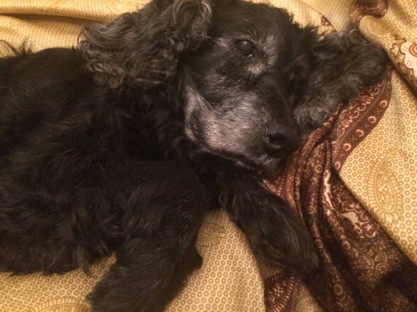 Конкурс - соревнование "Подъем штанги на бицепс". - Бодибилдинг форум AnabolicShops