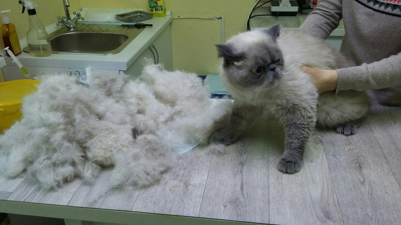 VсеVолоD качалка лечит.... - Бодибилдинг форум AnabolicShops